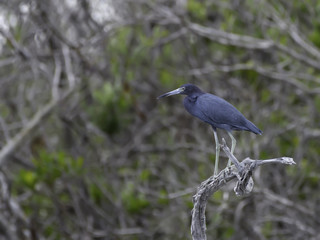 Little Blue Heron