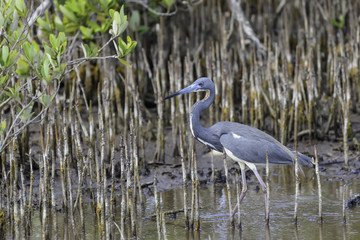 Tricolored Heron Foraging in Mangroves
