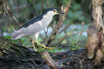 Very close up photo of an adult night heron in natural habitat