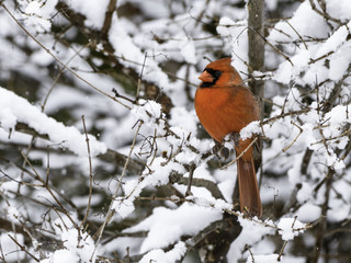 Northern Cardinal in Snow Covered Tree in Winter
