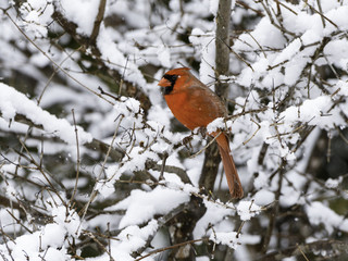Northern Cardinal in Snow Covered Tree in WinterOriente Warbler Perched in Trees