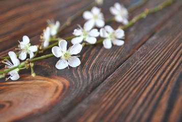 Fototapeta premium Kwitnąca gałązka na tle rustykalnych desek