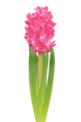 Hyacinth flower