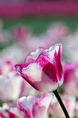 Blossom tulip flowers on colorful countryside field in Holland