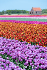 Blossom tulip flowers on colorful countryside field in Holland