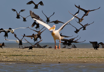 The white pelican flies up against the background of the flying cormorant flock