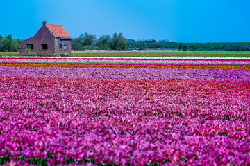 Fototapeta na wymiar Blossom tulip flowers on colorful countryside field in Holland