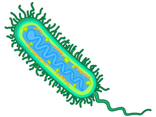 Receptive bacterium illustration