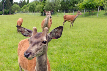 Rehe