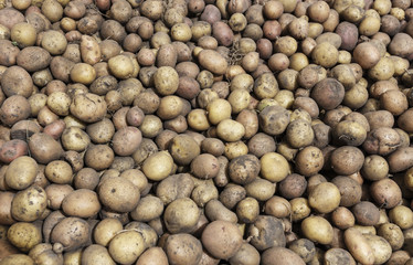 lot of potatoes background
