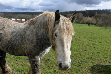 Obraz premium Cheval 