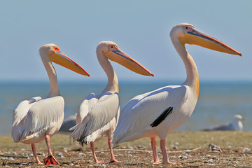 Fototapeta na wymiar Three white pelicans stand on the sandbank xlose up photo