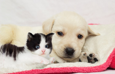 kitten and puppy together on a fluffy blanket