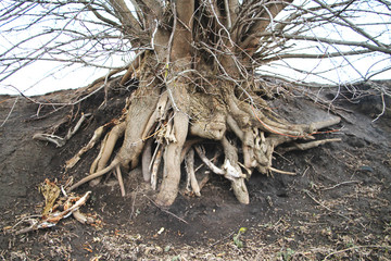 Tree roots. Tree roots in the forest