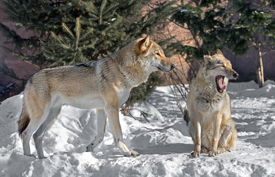 Eurasian wolf (Canis lupus lupus). Pair of wolves on snow
