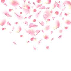Background with realistic flying rose petals. Pink rose petals isolated on white background