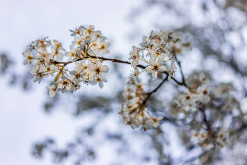 White and green cherry blossoms isolated against sky, one branch