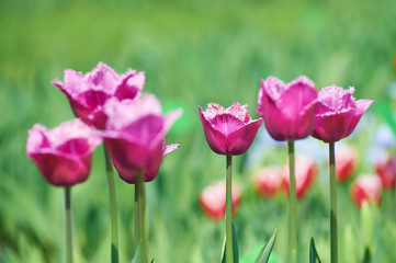  Beautiful spring tulips.