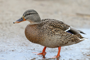Naklejka na ściany i meble A female mallard looking for a food on the shore. Very close up and detailed photo