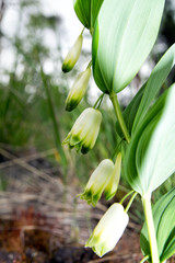 Polygonatum multiflorum background. Branch of the blossoming Eurasian Solomon's seal