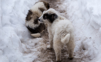 Cute puppies have their first walk outdoors at a mountain chalet in Romania.