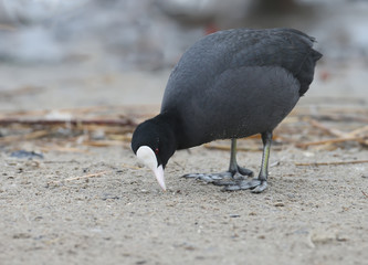 Very close up photo of an adult eurasian coot stands on the sand and loojing for food