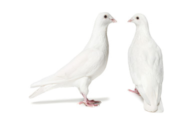 Pair of doves isolated on white