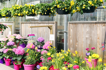 Fototapeta na wymiar Garden nursery center filled with buttercups, daffodils and pansy flowers in the spring.