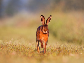Brown hare running towards the camera
