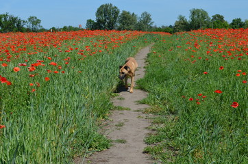 Pies na ścieżce pośród pola czerwonych maków - obrazy, fototapety, plakaty