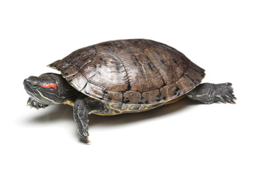 Red-eared slider (Trachemys scripta elegans) isolated on white