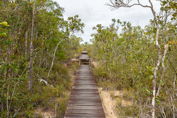 Wooden walkway in the forest