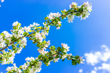 Macro closeup of white and pink apple blossoms growing on tree with vibrant blue sky, isolated happy