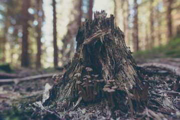 Mushrooms in the sunny forest