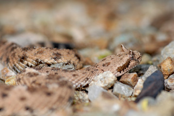 Crotalus cerastes cercobombus