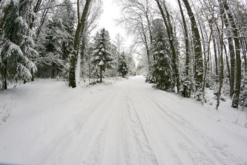 Obraz premium winter forest landscape with beautiful snow