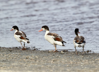 Fototapeta premium Three young shelduck walk on the shore