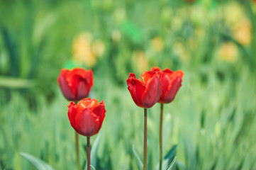  Beautiful spring tulips.