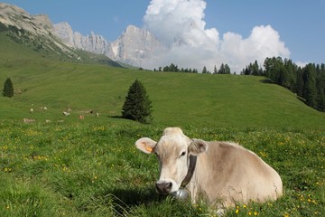 Fototapeta na wymiar cow in the alps dolomiti italy