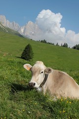 Fototapeta na wymiar cow in the alps dolomiti italy