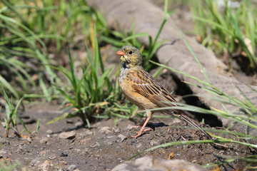 A male ortolan bunting stands on the wet ground close up photo