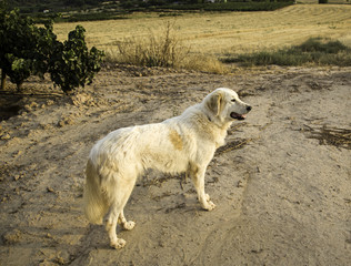 White mastin dog