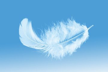 Abstract White Fluffly Feather Floating The Sky. Down Swan Feather 