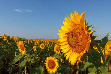 the blossoming sunflower close up against the background of the field