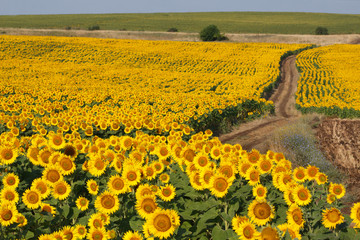 Fototapeta premium Blossoming field of sunflowers