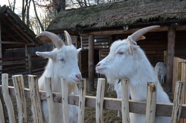 Dwie biale kozy za płotem