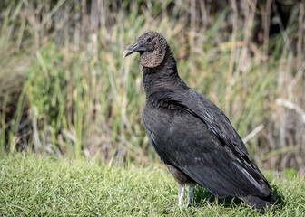 Obraz premium Black Vulture 01