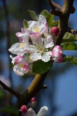 Obraz premium Apfelbaumblüte in Südtirol