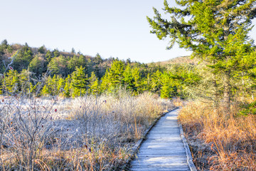 Frost white winter landscape with bushes, boardwalk and morning orange sunlight in Cranberry Wilderness glades bog, West Virginia and ice covered plants © Kristina Blokhin