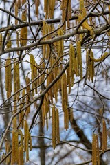 Catkins or lambs' tails, the male flowers of the common hedgerow tree Hazel. Male catkins of Hazel tree, Corylus avellana, in spring time.